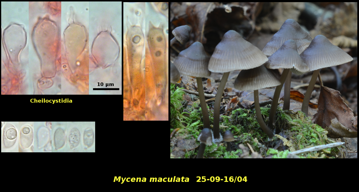 Picture of Mycena maculata